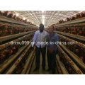 Hot Sale Cages for Layer Battery Chicken